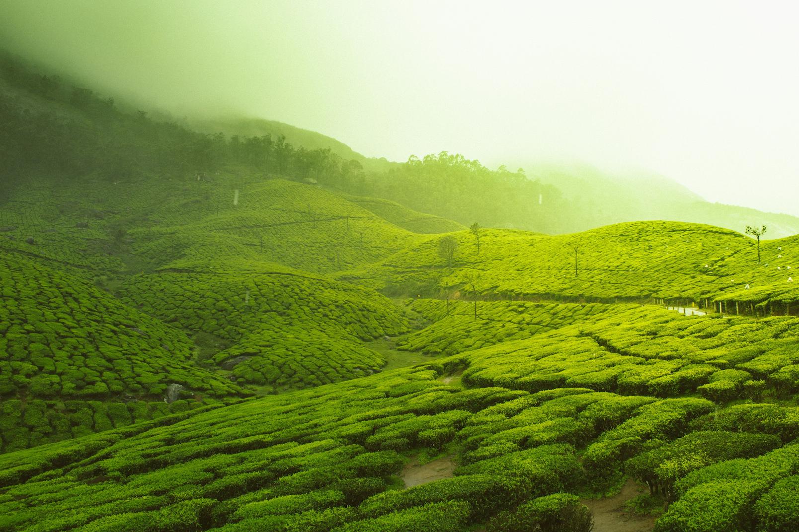 ROILLS - Tea plantations in India